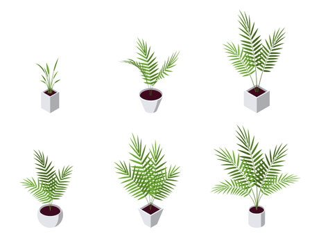Areca palm isometric icons set. Potted plant in flat style for interior designs. Vector illustration isolated on a white background.のイラスト素材