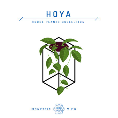 Hoya plant isometric icon. Potted house flower in flat style for interior designs. Vector illustration isolated on a white background.のイラスト素材