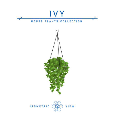 Hanging basket. Ivy in pot isometric icon in flat style. House plant for interior designs. Vector illustration isolated on a white background.のイラスト素材