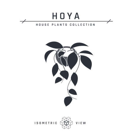 Hoya plant isometric icon. Black potted house flower in flat style for interior designs. Vector illustration isolated on a white background.のイラスト素材