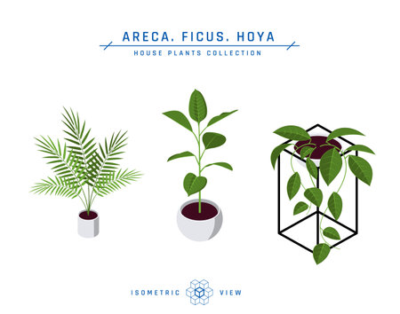 Isometric pot plants in flat style. Ficus, areca palm icons for interior designs. Vector illustration isolated on a white background.のイラスト素材