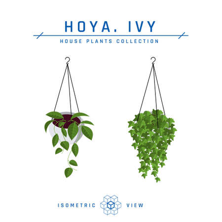 Hanging basket. Ivy in pot isometric icon in flat style. House plant for interior designs. Vector illustration isolated on a white background.のイラスト素材