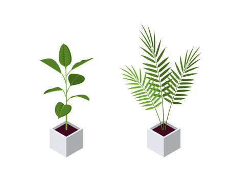Isometric pot plants in flat style. Ficus and areca palm icons for interior designs. Vector illustration isolated on a white background.のイラスト素材