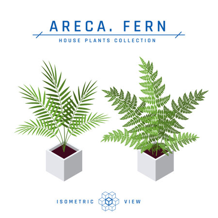 Isometric pot plants in flat style. Fern and areca icons for interior designs. Vector illustration isolated on a white background.のイラスト素材