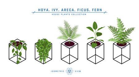 Isometric pot plants in flat style. Areca palm, ficus, fern and ivy icons for interior designs. Vector illustration isolated on a white background.のイラスト素材