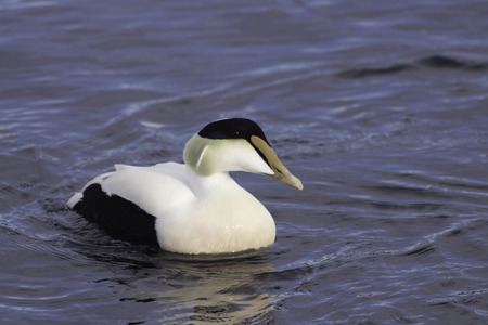 male common eiderの写真素材