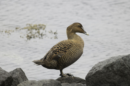 female eider on rockの写真素材
