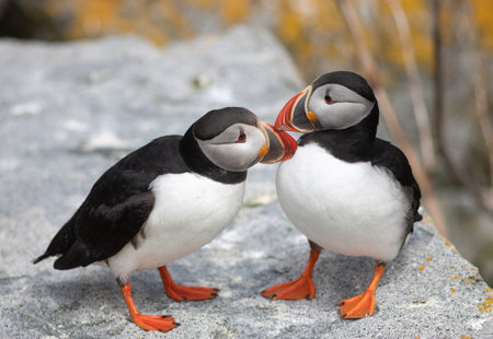Puffins on a rockの写真素材