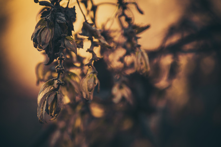 plant and sunsetの写真素材