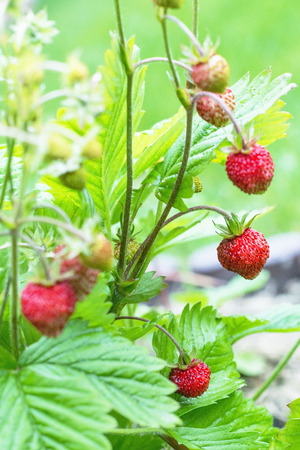 Ripe strawberry in the garden sweet berriesの写真素材