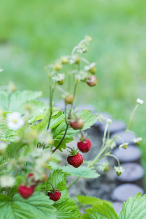 Ripe strawberry in the garden sweet berriesの写真素材
