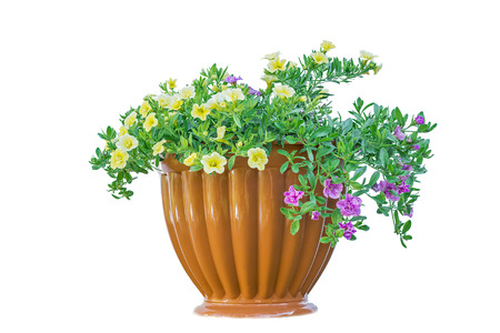 flowerpot isolated on white background beautiful flowersの写真素材