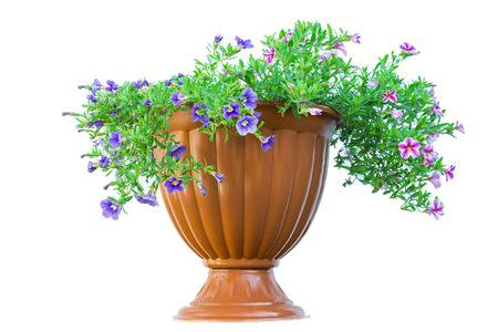 flowerpot isolated on white background beautiful flowersの写真素材