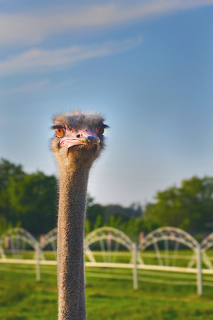 head of ostrich nature birds daring journey