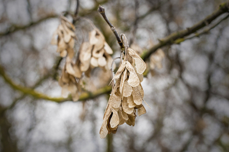 Dry seeds of maple on a branchの写真素材