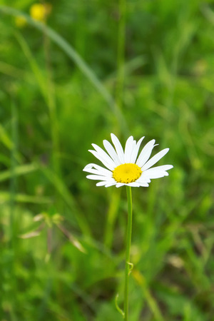 daisy flower in the green blurred backgroundの写真素材