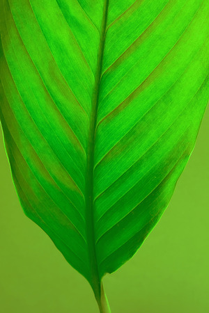 green leaf closeup texture of green plantの写真素材