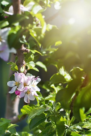 apple flower close up green leaves thin twigs spring gardenの写真素材