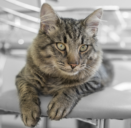 striped cat lying on the couchの写真素材