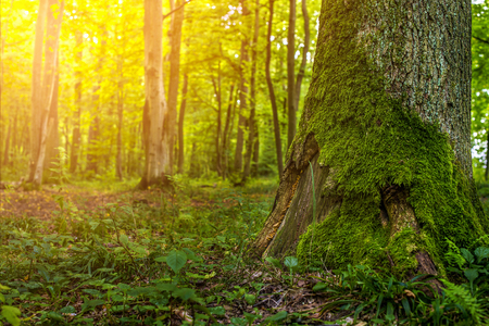 moss on a tree in the forestの写真素材