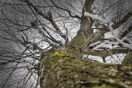 Tree branches covered with frost trunk barkの写真素材
