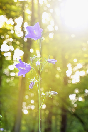 bell flower purple on one stalk some flowersの写真素材
