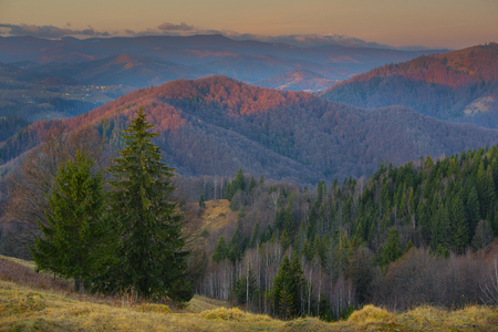 mountain forest slopes of the Carpathians green tree dry grass europe autumn in the mountainsの写真素材