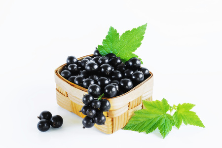 Blackcurrant berries isolate leaf green fruit plantsの写真素材