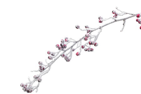 Hawthorn red berries under snow frozenの写真素材
