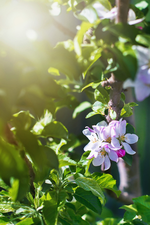 blooming apple tree sunshine through the branchesの写真素材
