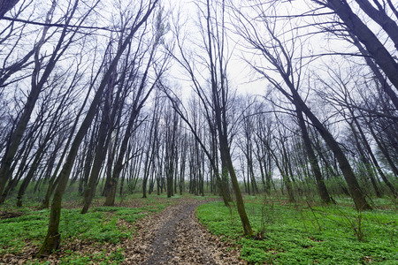 path in the park among the trees, fallen leaves, green grassの写真素材