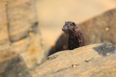 Neovison vison. Wild nature of Norway. Animal on stones. Beautiful Norse nature. Runde Island. Hunting animal. Norway.の写真素材