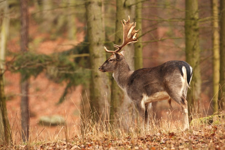 Fallow deer spotted. Photo was taken in the Czech Republic. Free nature. Beautiful animal image. Forest. Autumn colors.の写真素材