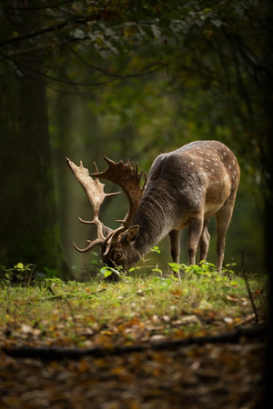 Fallow deer spotted. Photo was taken in the Czech Republic. Free nature. Beautiful animal image. Forest. Autumn colors.の写真素材