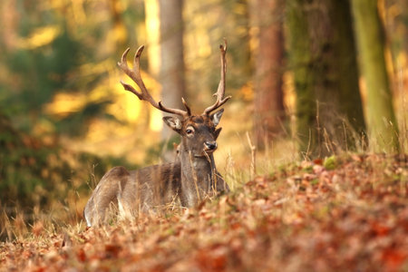 Fallow deer spotted. Photo was taken in the Czech Republic. Free nature. Beautiful animal image. Forest. Autumn colors.の写真素材