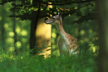 Fallow deer spotted. Photo was taken in the Czech Republic. Free nature. Beautiful animal image. Forest. Autumn colors.の写真素材