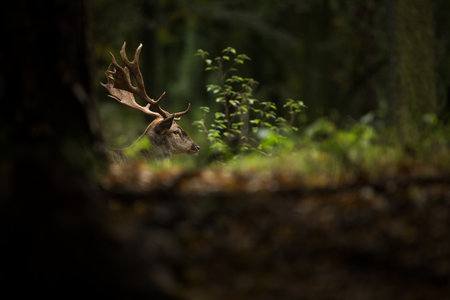 Fallow deer spotted. Photo was taken in the Czech Republic. Free nature. Beautiful animal image. Forest. Autumn colors.の写真素材