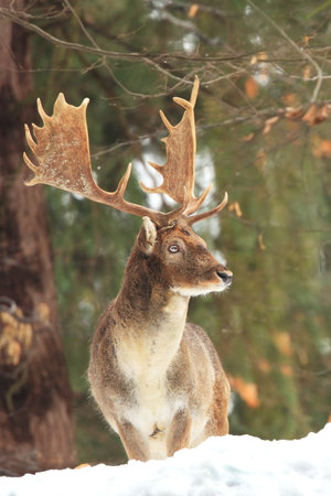 Fallow deer spotted. Photo was taken in the Czech Republic. Free nature. Beautiful animal image. Forest. Autumn colors.の写真素材