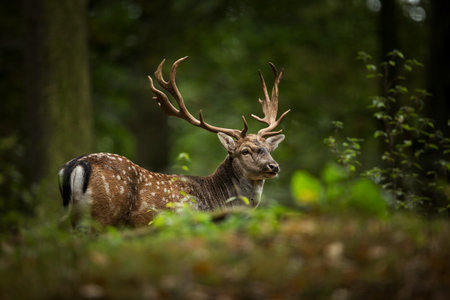 Fallow deer spotted. Photo was taken in the Czech Republic. Free nature. Beautiful animal image. Forest. Autumn colors.の写真素材