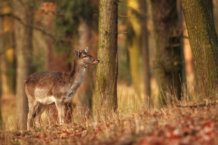 Fallow deer spotted. Photo was taken in the Czech Republic. Free nature. Beautiful animal image. Forest. Autumn colors.の写真素材