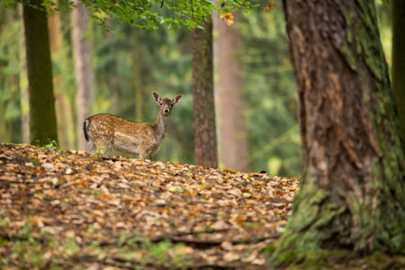 Fallow deer spotted. Photo was taken in the Czech Republic. Free nature. Beautiful animal image. Forest. Autumn colors.の写真素材
