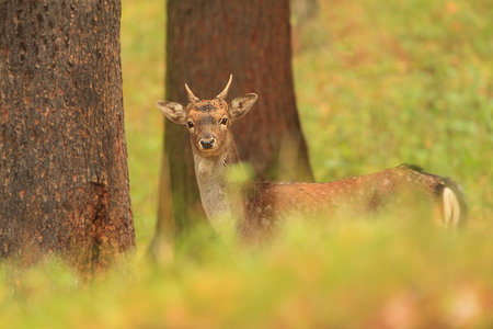Fallow deer spotted. Photo was taken in the Czech Republic. Free nature. Beautiful animal image. Forest. Autumn colors.の写真素材