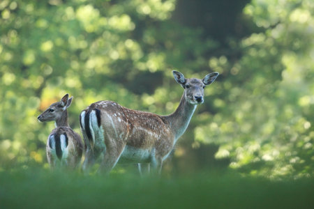 Fallow deer spotted. Photo was taken in the Czech Republic. Free nature. Beautiful animal image. Forest. Autumn colors.の写真素材