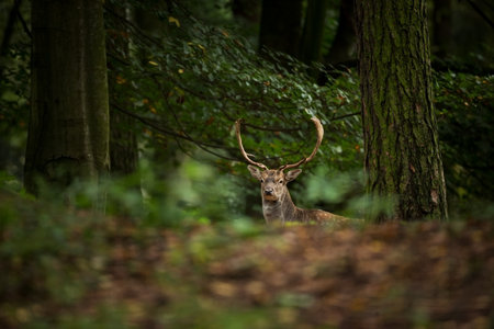 Fallow deer spotted. Photo was taken in the Czech Republic. Free nature. Beautiful animal image. Forest. Autumn colors.の写真素材