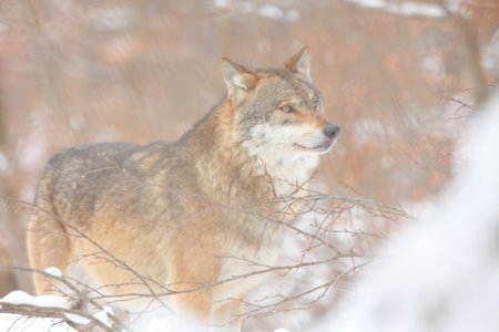 Gray wolf, Canis lupus, in the spring light, in the forest with green leaves. Wolf in the nature...