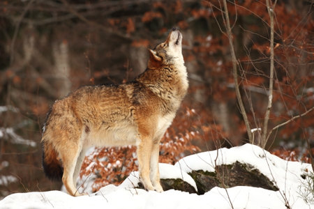 Gray wolf, Canis lupus, in the spring light, in the forest with green leaves. Wolf in the nature habitat. Wild animal in the orange leaves on the ground, wildlife Germany. Gray wolf, Canis lupus, lyinの写真素材