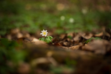 Anemone nemorosa flower in the forest in the sunny day. Wood anemone, windflower, thimbleweed. Grows in Europe, East Asia. In North America. Lovely white anemone flowers in spring forest at sunset.の写真素材