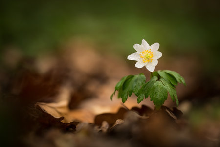 Anemone nemorosa flower in the forest in the sunny day. Wood anemone, windflower, thimbleweed. Grows in Europe, East Asia. In North America. Lovely white anemone flowers in spring forest at sunset.の写真素材