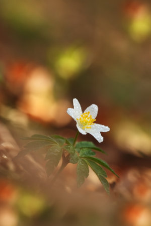 Anemone nemorosa flower in the forest in the sunny day. Wood anemone, windflower, thimbleweed. Grows in Europe, East Asia. In North America. Lovely white anemone flowers in spring forest at sunset.の写真素材