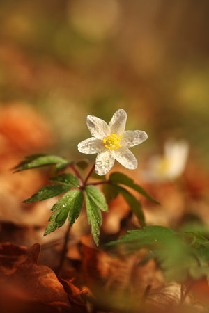 Anemone nemorosa flower in the forest in the sunny day. Wood anemone, windflower, thimbleweed. Grows in Europe, East Asia. In North America. Lovely white anemone flowers in spring forest at sunset.の写真素材